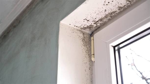 Best Toxic Mold Removal  in Lyman, SC