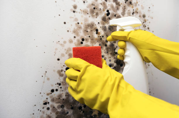 Attic Mold Removal in Lyman, SC