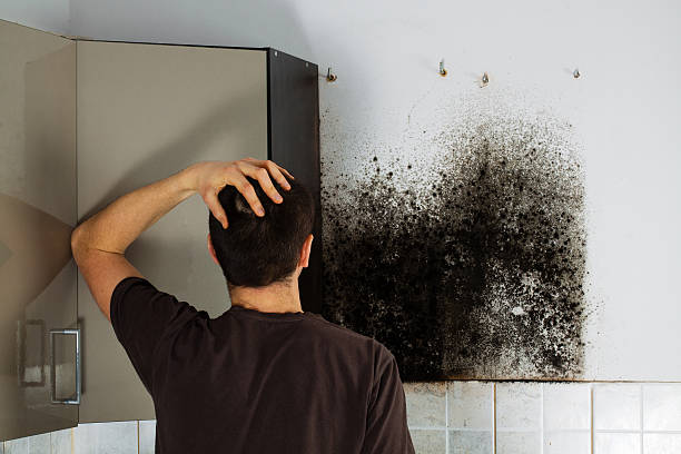 Trusted Lyman, SC Mold Removal Experts