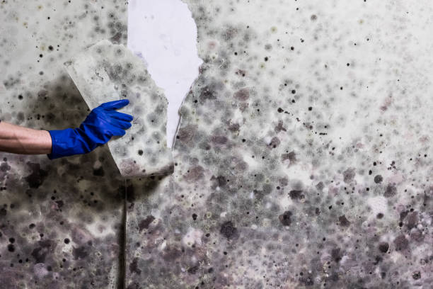 Best Mold Removal and Inspection  in Lyman, SC