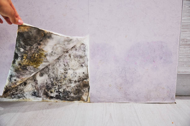 Best Residential Mold Removal  in Lyman, SC